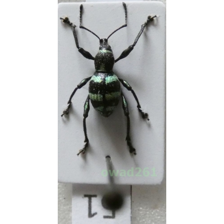 Neopyrgops sp. Heller, 1913 Philippines51